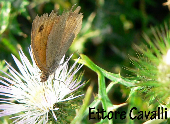 Farfalle dalla Sardegna